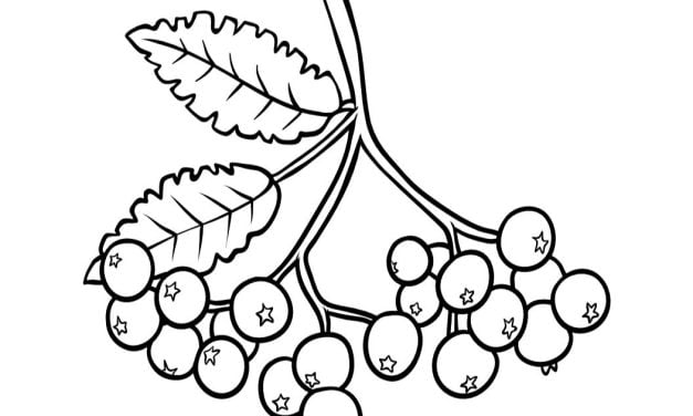 Online coloring book: Coloring book beautiful little mountain ash
